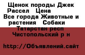 Щенок породы Джек Рассел › Цена ­ 50 000 - Все города Животные и растения » Собаки   . Татарстан респ.,Чистопольский р-н